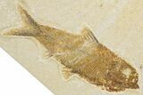 Limestone with Two Fossil Fish (Knightia) - Wyoming #354045-2